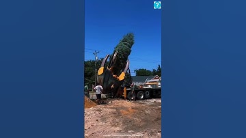 New way to save trees: Tree-Spad technology #facts #shorts #trending