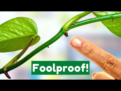 BEST Way To Propagate Pothos From Cuttings - YouTube