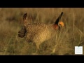 The Attwater's Prairie Chicken Dance