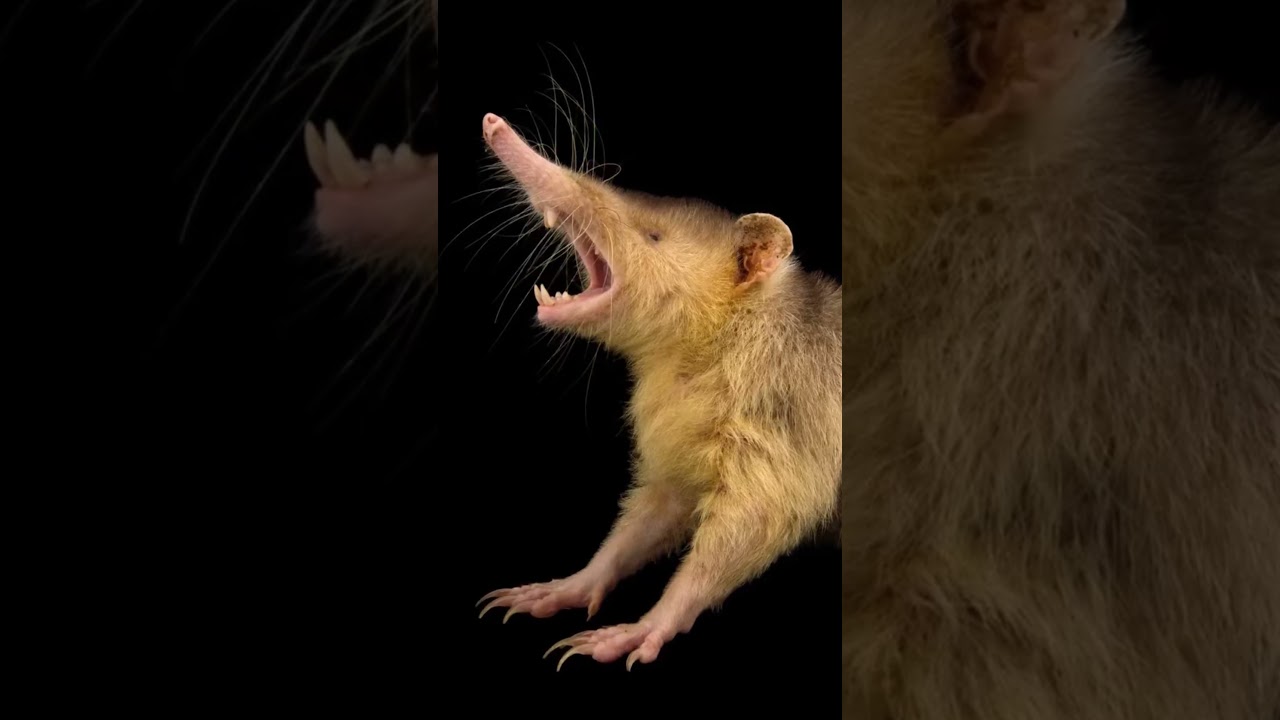 Solenodon 