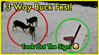 3 City Bucks Were Feeling Destructive Last Night! by cubbeezx 604 views 3 months ago 6 minutes, 4 seconds