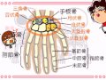 解剖生理学　30話「骨格(胸と手足)」ｂｙWEB玉塾