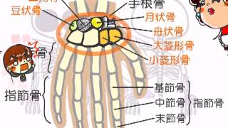 解剖生理学　30話「骨格(胸と手足)」ｂｙWEB玉塾