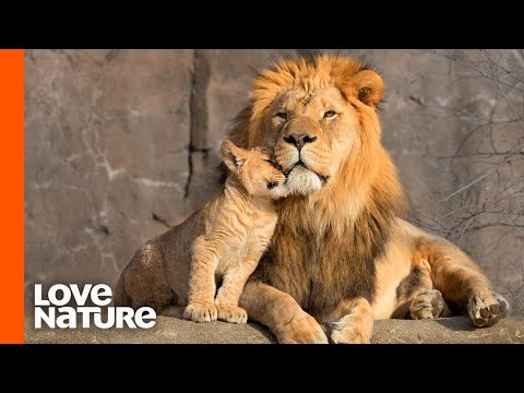 Wideo: Pet Scoop: Lion Cubs pokazują „Predator Attitude”, ślimak nazwany na równe małżeństwo