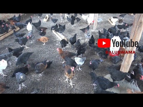 Enetekateka Embi Ejjakulemesa Obulunzi