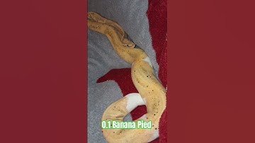 0.1 Banana Pied #banana #pied #pudding #shortvideo #shortsfeed #shorts #python #reptiles #ballpython
