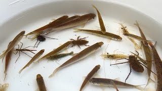 Collecting living creatures in winter rivers in Japan. Fish, river shrimp, aquatic insects.