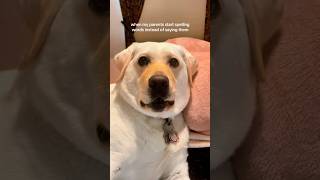 This Dog Knows What Youre Spelling
