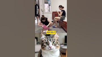 cat reaction video #trending #video #viral #cat #entertainment