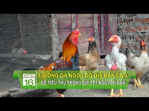 Video: Top 10 loài cá cảnh ăn thịt