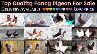 (part532)Top Quality Fancy Pigeon For Sale | பேன்சி புறாக்கள் விற்பனைக்கு | best price | KBM