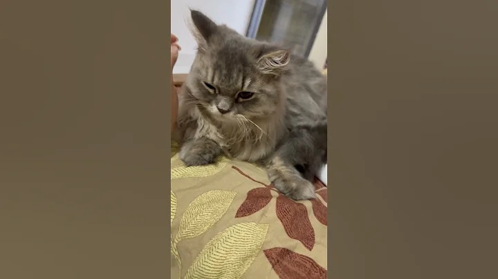 Watch the video about Look Like Queen Maine Coon Kittens #catsvideo #mainecoon #mainecoonkitten #shorts #catsshorts #cat