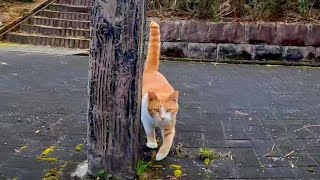 公園のベンチに行ったら山の方から野良猫が走って寄ってきた