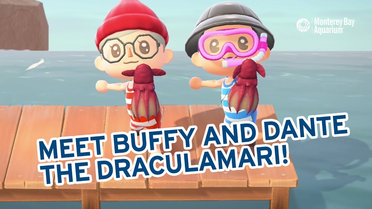 Monterey Bay Aquarium Searches For A Vampire Squid In Animal Crossing