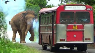 The wild elephant that is about to attack the passenger bus is chased away by shooting the elephants