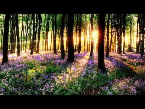 432Hz healing music Make while listening to Pachelbel´s Canon Squirrel  Forest Feast 人気商品・通販