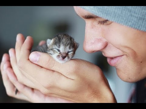 Вопрос: Как завести кота?