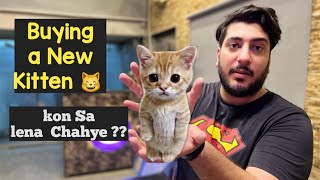 I'm Adopting a New Kitten for me | Kesa Kitten Lena chahye ?? Hiw to Raise a Kitten