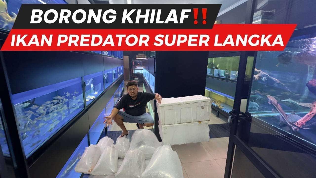 HUNTING KHILAF !!! BORONG SEMUA IKAN PREDATOR LANGKA DAN MEWAH LANGSUNG KE IMPORTIR BESAR INDONESIA