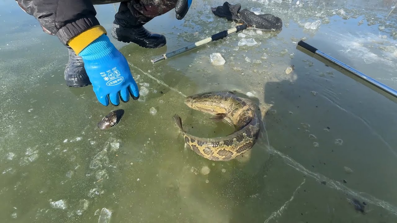 맑은 얼음 아래 가물치 소굴을 찾았다!