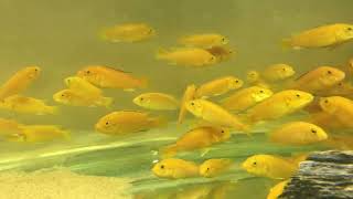 #Animals #Fish #Documentary #Whitecichlid
