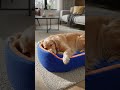 🎬 Give Your Dog the Sleep They Deserve 🐶💤