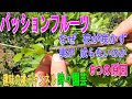 【パッションフルーツ】なぜ花が咲かず 実が成らないのか 6つの原因 23/9/6