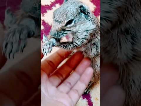 السنجاب بدون قفص