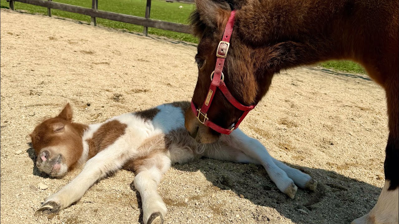 Intensive contact training! A loving mother and a shy baby - YouTube
