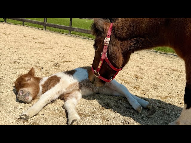 【新品未開封】monmimi horse and  80 馬　baby Kids leggings horse and snow | すべての商品 | monmimi