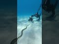 Up close with an elegant sea snake#underwater #ocean  #freedive #nikon #animals #wildlife