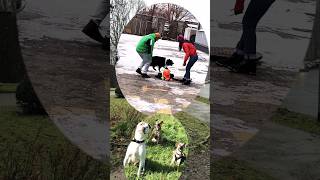 When a Border Collie Dog helps a municipal worker escape danger