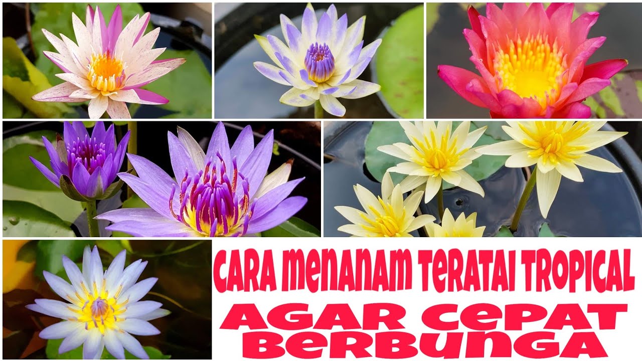 Cara menanam  bunga teratai tropical yang benar agar cepat 