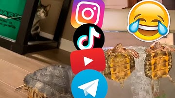 Funny Turtles/ memes /Try NOT to Laugh Challenge
