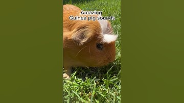 Thumbnail of AMAZING Guinea pig sounds and squeaks #guineapig #shorts #asmr