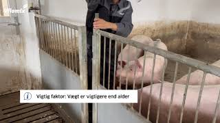 Sådan Udvælges Polten Bedst Til Løbning Dk