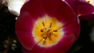 Laihla Thar.... Lalmuanpuii Bawihrin Khen Iang