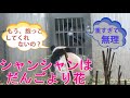 【パンダがいた熱い日本】シャンシャンは団子より花&シャオレイの、成長した試合運び