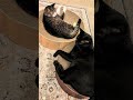 猫の気まずい時間🐱 - Funny Cats - #shorts #cat