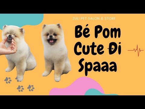 Chó Phốc Sóc Pomeranian Cắt Lông Như Thế Nào | Dog Grooming |Zuli Pet