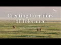 Creating Corridors of Tolerance | Lion Conservation | Iconic Tanzania