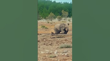 Elephant Attacks Rhino During Waterhole Clash and Forces It Underwater  #animals #wildlife