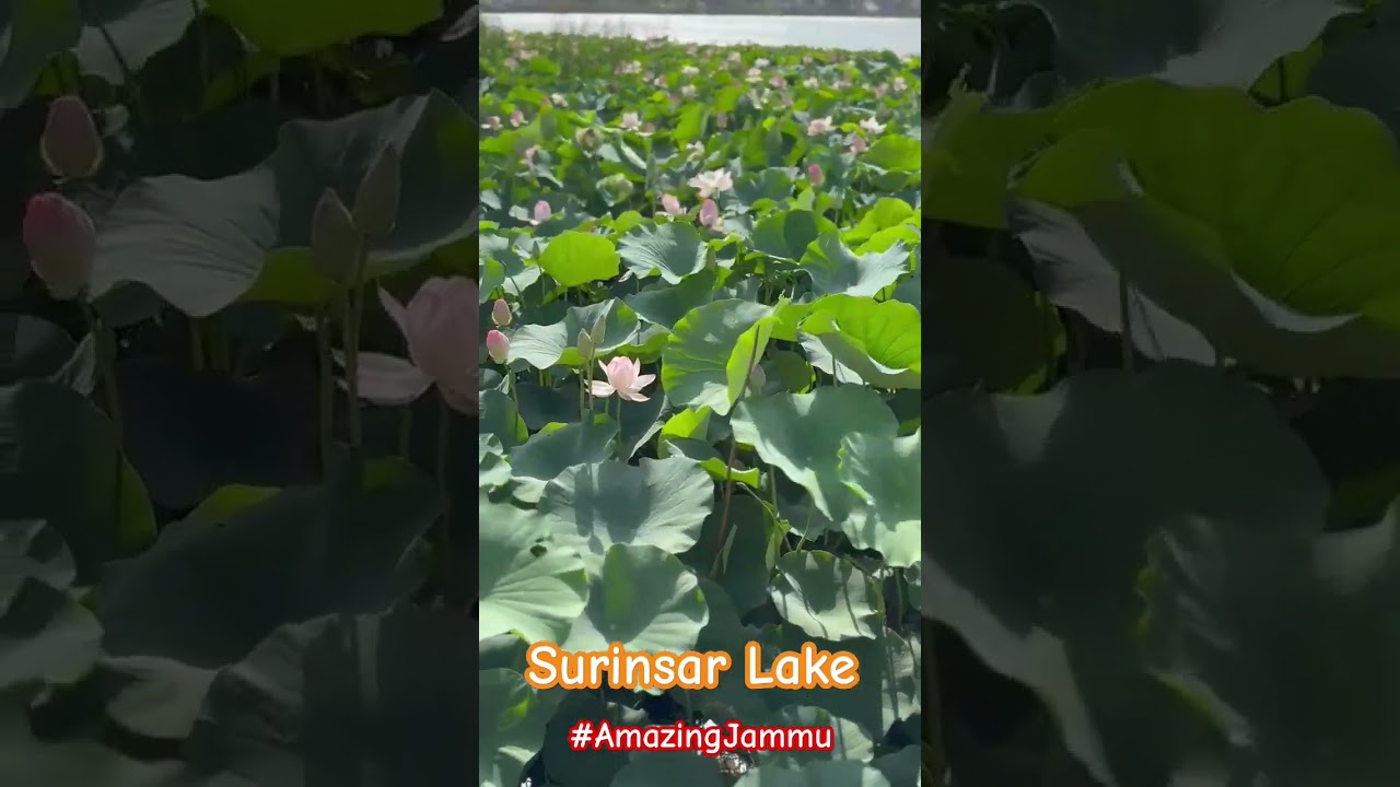 Beauty of lotus flowers in the serene Surinsar Lake, Jammu 🌸✨ 