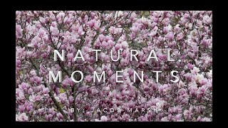Natural Moments | Cinematography around the world