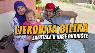 RASTE SVUDA OKO NAS A MALO KO ZNA KOLIKO JE MOČNA - 180/365