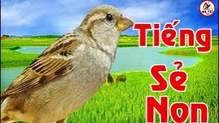 Gửi AE Tiếng Chim Sẻ Non ( Tiếng Xuống) Đánh Loa dktx | kênh bẫy chim sẻ Mr. Trí