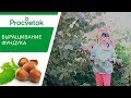 ФУНДУК будет расти и у Вас! Как вырастить полезные орешки в саду?