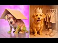 We Rescued A Puppy 🥹🧡 DIYs for Pet Owners