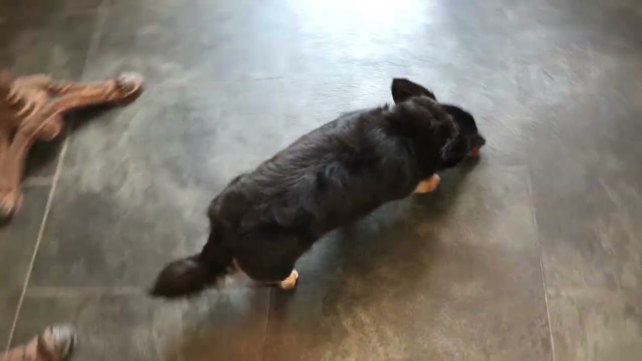 べにちゃんと遊ぶ♪