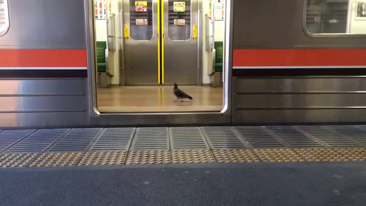 Twitterで話題電車に乗るハトがかわいいwwwwww 世話ねぇよ Thewikihow
